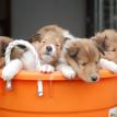 Bucket of puppies